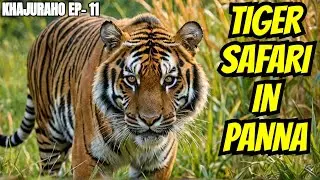 Panna Tiger Reserve | Panna, Near Khajuraho, Madhya Pradesh | #tiger #panna #tigerinpanna #khajuraho