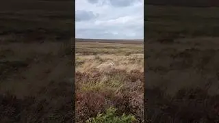 Sheep says 