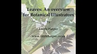 Leaves  An overview for botanical illustrators