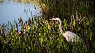 Audubon tested, Audubon approved golf courses