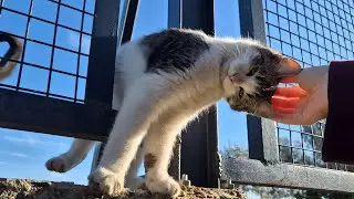 The kitten on the cat island bursts into a purring frenzy, pleading for me to pet him.
