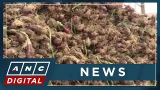 Drop in onion prices hurting Filipino farmers | ANC