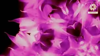 Flourish, Car&delta;amo - Mahalepi (Official Visualiser)