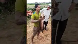 SHORTS | IKAN GABUS MONSTER | CHANNA STRIATA TERBESAR YANG PERNAH DILIHAT