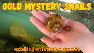 Catching Gold Mystery Snails in the local creek (Capalaba Australia)