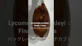 【ヒナ天】Lycomedes buckleyi ♂Finally a pupa ❗️