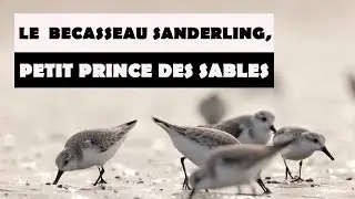 Le bécasseau sanderling, petit prince des sables