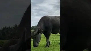 Close up Buffalo Grazing  #shorts #video