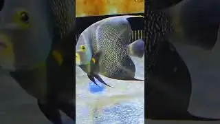 French angelfish