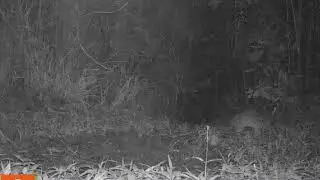 Palawan Leopard Cat, in situ - Palawan, Philipippines