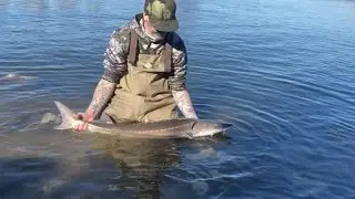 CJ Strike Sturg w/ my kid. WATCH THE END! #fishing #idaho ##sturgeon #maruto