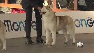 Marche Winner: oltre 2300 iscritti alla mostra canina a Fano. Circa 160 le razze partecipanti