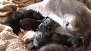 De geboorte van 5 kittens