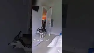 Funny and cute dogs compilation#cute#doglover#doglife#cure#dogshorts#pet#doglife#dogshorts