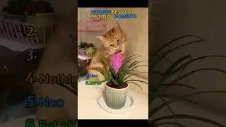 Cats are learning from their owners #cat #catnews #best #pets #catblogger #trainedcats #catfilter