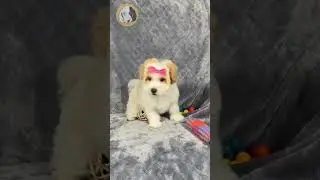 The maltipoo is an adorable and fun-loving companion dog that you will never get bored of 💕 ##maltip