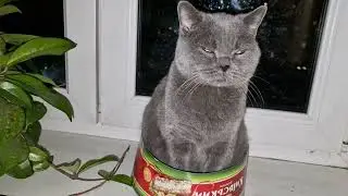 Британка Марго в коробочке от торта. British cat Margot is enjoying herself in a cake box