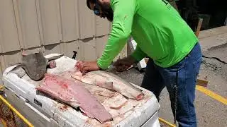 Techniques of what I do to fillet my blacktip shark made easy while at the shop most calming AMSR