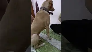 Dodo loves to play with her😊#dodoshorts🐕&zwj;🦺🤗#subscribe #share #like #shorts🐕❤️