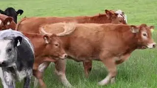Suckler Beef Series with Michael Fogarty