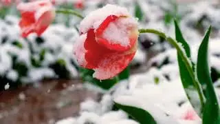 Tulips Blooming Through Snow | Tulip Garden