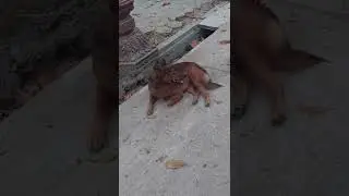Cute stray dog in monastery
