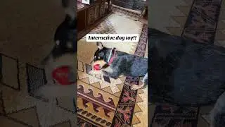 Interactive Dog Toys for Tough Chewers #interactivedogtoys