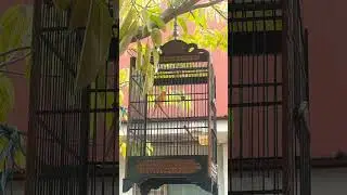 CANARY SINGING TOP MASTERING KENARI PAUD