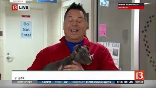 Hamilton County Humane Society puppies