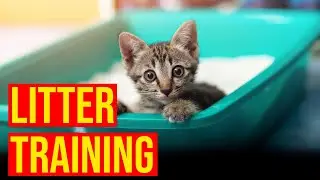 How To Train kittens To Use The Litter Box/All Cats