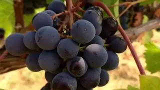 Tsillan Winery, Chelan, WA