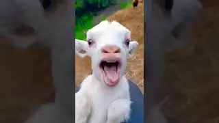 bakari ki video funny #subscribe #shorts #comedy #trend#trending #trendingshorts #youtubeshorts#cute