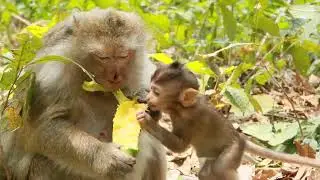 Amber monkey offer one little to her baby due to sour