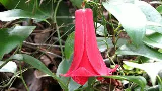 Flora y Fauna - Zona Sur de Chile