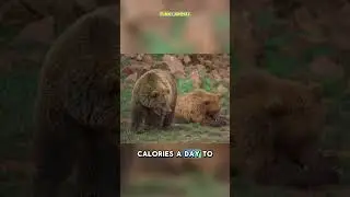 Grizzly, the most powerful predator in the wild With sharp claws #shorts #animals #shortvideo
