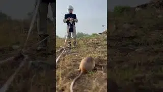 Olympic HeroRATs