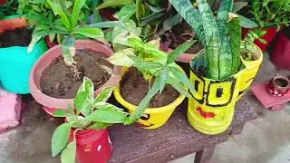 Best Semishade loving plant जो होंगे कटिंग से ग्रो #gardening #indoorplants #viralvideo #video #tips