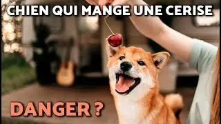 🚫NE DONNEZ PAS DE CERISES &Agrave; VOTRE CHIEN SANS AVOIR VU CETTE VID&Eacute;O !🍒🐕⚠️Bienfaits et risques