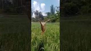 burung tersangkut di jaring