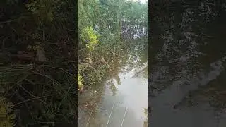 MANJA [mancing Jangari]