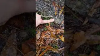 leopard slug