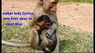 So pitiable orphan baby Carlino so exhausted sleep on chest adolescent monkey Aliza.