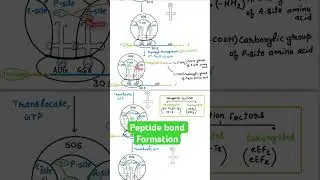 Peptide bond formation during Translation