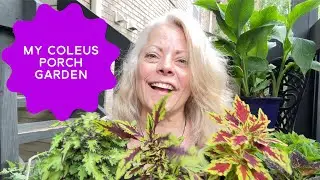 GARDEN: My Coleus Container Garden, Tomato Plants