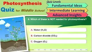 Photosynthesis Quiz - Middle School #LittleMastery
