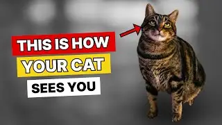 How Cats See Humans &ndash; Jaw-Dropping Secrets Every Pet Parent Must Know