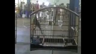 Trinca Trov&atilde;o no CPRJ