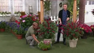 Cottage Farms Summer Sangria or Prince Charming Butterfly Bush on QVC