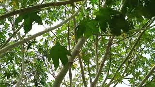 Chiya🧑&zwj;🏭Miyanka PED👤Pitaji ka ped pitra fal🌲🦠 #viralvideo #nature
