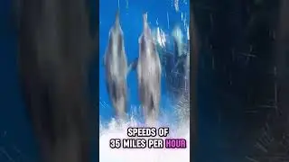 Короткоплавниковая мако: самая быстрая акула в океане 🦈